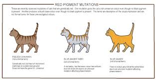 Uncommon, but they can show up in cartoons sometimes. Colour And Coat Genetics In Cats Cats From Your Wildest Dreams