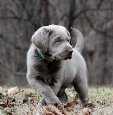 Silver Labrador Retrievers For Sale Silver Lab Puppies Charcoal Labs Silver Lab Puppies Silver Labs N Stuff Lab Puppies Labrador Retriever Silver Lab Puppies