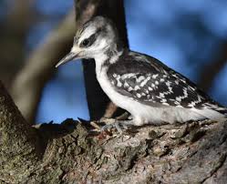 And sooner or later, most of us end up pretty much like we started. Baby Hairy Woodpecker Male Feederwatch