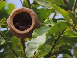 Image result for Lecythidaceae