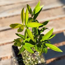 Image result for Nageia nagi