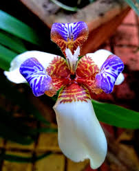 Image result for Neomarica northiana