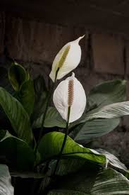 We did not find results for: 13 Gorgeous Indoor Plants That Don T Need Sunlight To Grow
