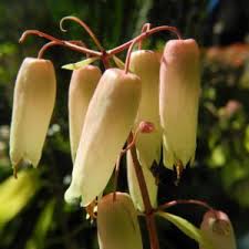 Bild Foto Von Goethe Pflanze Bluete Weiss Rose Kalanchoe Pinnata 10 Pflanzenbilder Pflanzen Weisse Rosen Gewachs
