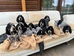 Image result for malý modrý gaskoňský honič