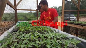 Untuk proses percambahan, anda perlu merendam akar ke dalam air atau. Ciri Ciri Lokasi Yang Sesuai Diusahakan Untuk Penanaman Cili Blog Cilibangi