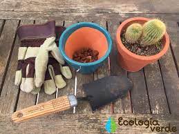 El suelo más idóneo para sembrar un cactus, debe ser lo suficientemente permeable, debe permitir un drenaje adecuado, ya que, el agua estancada en una consejos para cultivar cactus. Trasplantar Un Cactus Como Y Cuando Hacerlo Guia Y Video
