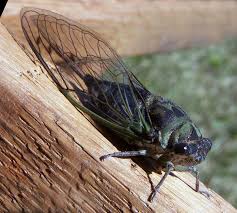 The giant cicada (クマゼミ, kumazemi?) is a bug introduced in new leaf. Cicada Wikipedia