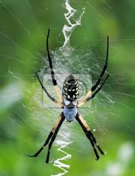 Conhecida popularmente como aranha de prata, aranha de teia ou ou aranha de jardim(argiope argentata),esse aracnídeo pertence a ordem araneomorpha e a família argiopidae. Feminino Amarelo Da Aranha De Jardim Fotomural Fotomurais Houston Carapaca Torax Myloview Com Br