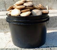 Image result for Telfairia pedata