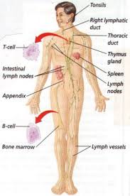 Lymph Nodes Body Map Female Lymphatic System Diagram Map Of
