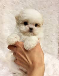 Tiny Teacup Maltese Puppy California Los Angeles Puppy Teacup Puppies Maltese Maltese Puppies For Sale Maltese Puppy