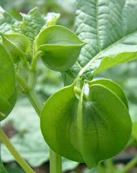 Image result for Nicandra