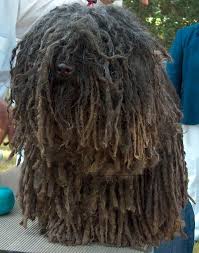 Puli With A Lot Of Hair Puli Dog Puli Dog Breed Dog Breeds