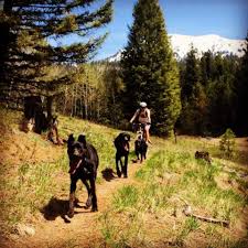 Glass pro mccall dirba šiose srityse: 5 Dog Friendly Adventures In Mccall Mccall Idaho Let S Go