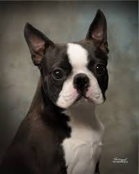Boston terrier puppies tiny boston terrier puppies. Circle J S Boston Terriers Breeder Puppy For Sale Breeding Puppies Show Quality