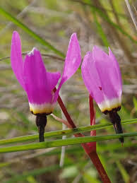 Image result for Primulaceae