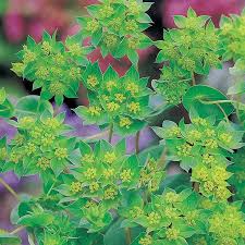 Image result for Bupleurum rotundifolium