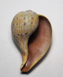 Image result for Ficus pseudomangifera