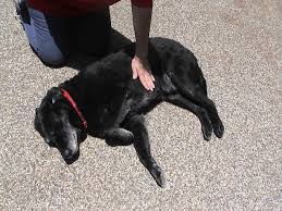 Overall, the younger the puppy, the higher is heart rate at rest. How To Check Your Dog S Pulse Respiration And Temperature