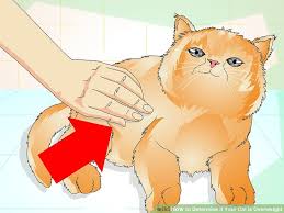 How To Determine If Your Cat Is Overweight 12 Steps