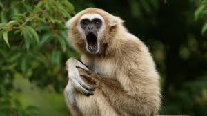 Image result for Hylebates