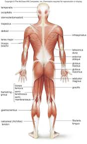 Kas Anatomisi Muscular System 2020 Kas Sistemi Duz Kas Anatomi