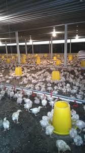 Punggunaan papan palet dan kayu buangan lain mengambil masa 1bulan untuk di bena. Reban Ayam Makanan Auto Vs Manual Maria Firdaus