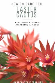 The water is quickly collected by the roots and stored in thick, expandable stems for the long many barrel cactus lean to the south so that a minimum of body surface is exposed to the drying effect of the midday sun. Easter Cactus Care Info Schlumbergera Gaertneri Houseplant Central
