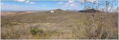 Image result for Diheteropogon filifolius