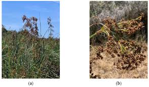 Image result for Cladium mariscus