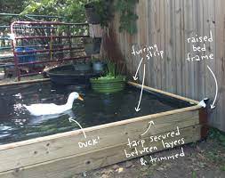 How To Build A No Dig Backyard Pond For Under 70 Hawk Hill Backyard Ducks Ponds Backyard Small Backyard Ponds