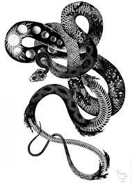 Snake skeleton skull drawing, snake, animals, scaled reptile, fictional character png. Queen Snake Drawing By Daria Tekuch Saatchi Art