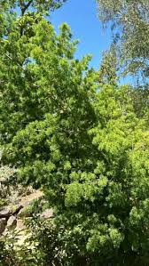 Image result for Asparagus laricinus