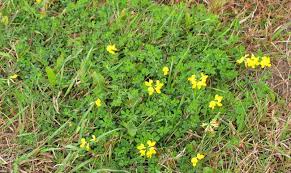 Orange hawkweed (hieracium aurantiacum l.) quickly forms mats of hairy stems with orange or yellow flowers. Control Options For Common Minnesota Lawn And Landscape Weeds University Of Minnesota Extension