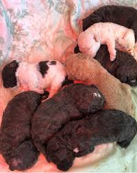 They have a bright, happy demeanor. Lambscreek Lagotto Romagnolo Home