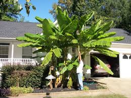 Maybe you would like to learn more about one of these? New Banana For Georgia Beats Cold Walter Reeves The Georgia Gardener