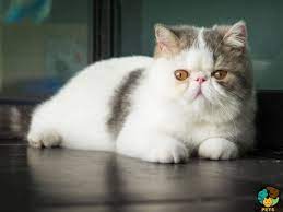 Read more about this cat breed on our exotic shorthair breed information page. Exotic Shorthair Cat Breed Ukpets