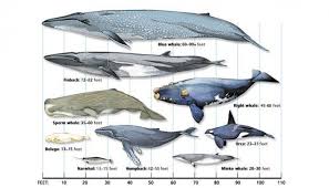 A Whale Size Comparison Chart Largest Whale Blue Whale Whale