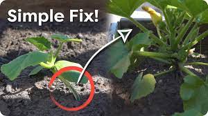 Wrap the tape around the broken stem, making sure it fully covers its original base. How To Easily Recover A Plant With A Split Broken Stem Youtube