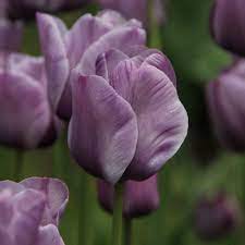Tulipa Bleu Aimable