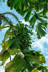 Image result for Aiphanes