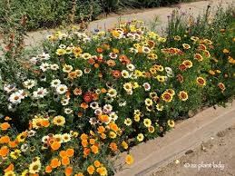 However, several steps can help you to grow fully ripened fruits that carry a sweet taste and aroma not easily found in a grocery store. Perennial Archives Desert Gardening 101