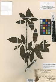 Image result for Alafia orientalis