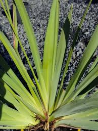 Image result for Dietes flavida