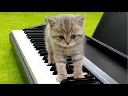 29m views 3 months ago. Better Beethoven Only Kitten Street Youtube Cute Kitten Gif Kittens Cutest Kitten