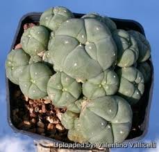 Image result for Loxodera caespitosa