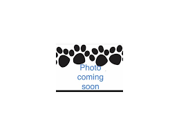 Boston terrier puppies are extremely popular because of their cute and compact appearance and their wonderful temperament. Boston Terrier Puppies Pets N Pals Staunton Va