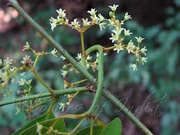 Image result for Hippocratea indica