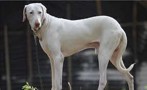 Best dog breeds in india collated for you at one place by dogspot to help you learn more about indian dog breeds along with their pictures and other qualities. These Indian Dog Breeds Are Dying Because Of Our Obsession With Foreign Breeds